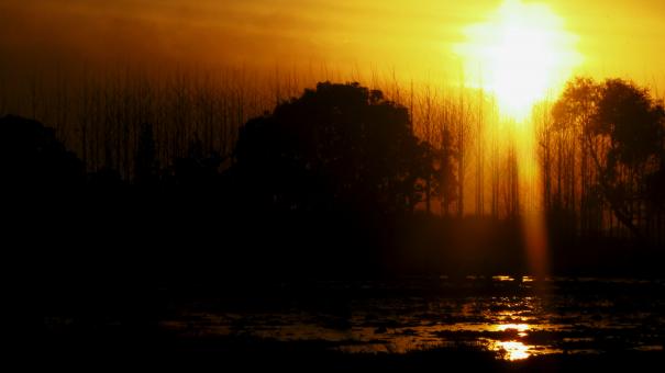 Free Stock Photo of Trees silhouette under orange sunset