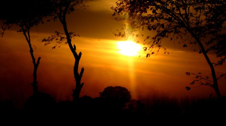 Free stock image of Tree Silhouette at Sunset created by Atul Saini