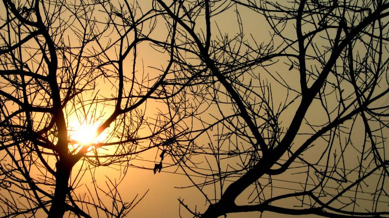 Free stock image of Branches Silhouette at Sunset created by Atul Saini