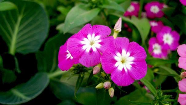 Free Stock Photo of Purple Pink Flower