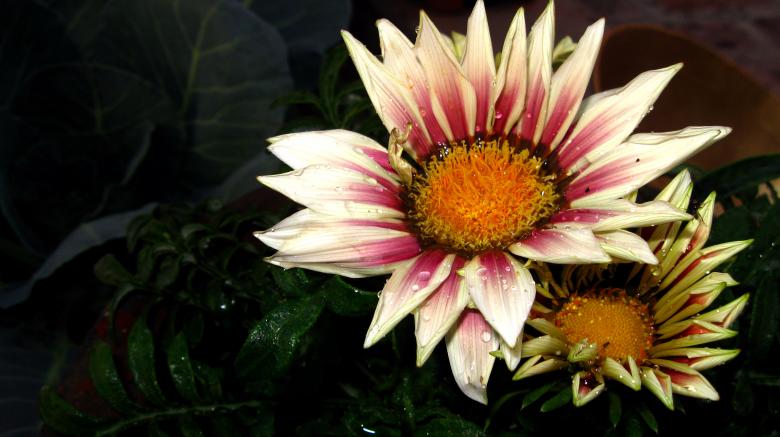 Free stock image of Natural Flowers created by Atul Saini
