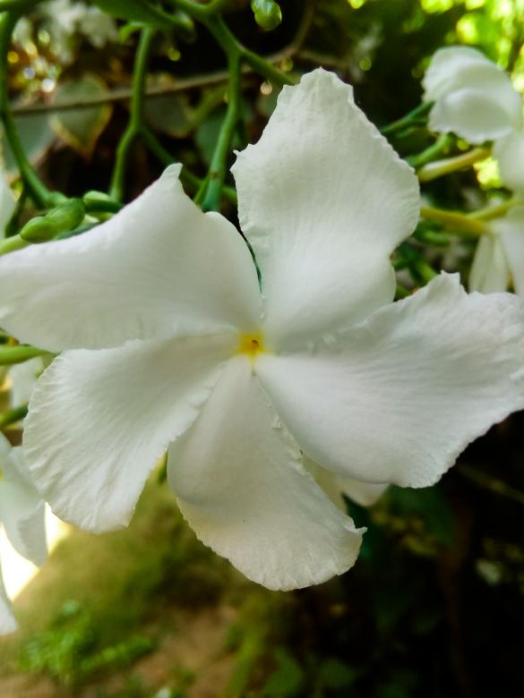 Free stock image of White jasmine flower created by mohamed aslam