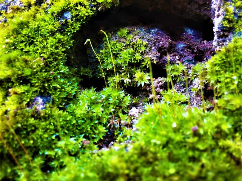 Free stock image of Small Green Plants created by Infinity Focus