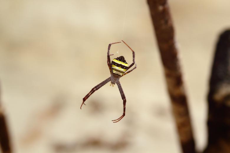 Free stock image of A Spider That Hangs From Its Burn created by Atul Saini
