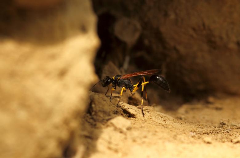 Free stock image of Close-up Of Wasp created by Atul Saini