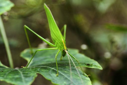 Free Stock Photo of Close-Up Of Green Insect On Leaf