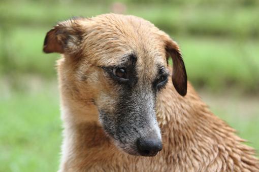 Free Stock Photo of Dog Sitting Outside In Green Park