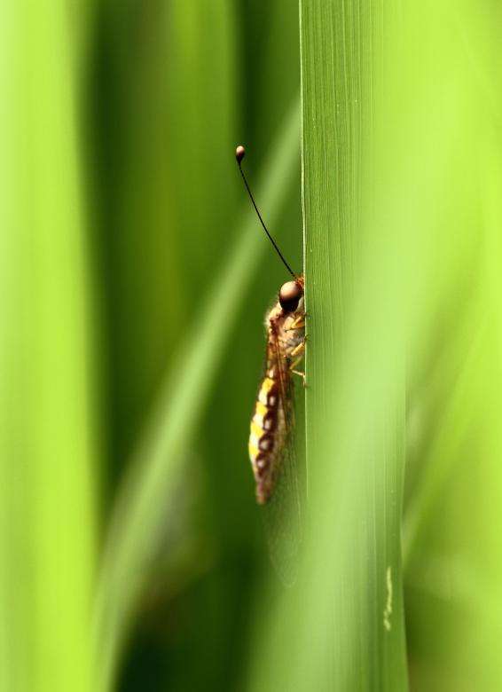Free stock image of Insect Slowly Climbing a Grass Strand created by Atul Saini