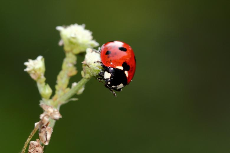 Free stock image of Ladybug Macro created by Atul Saini