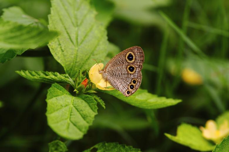 Free stock image of Owl Butterfly On a Leaf created by Atul Saini