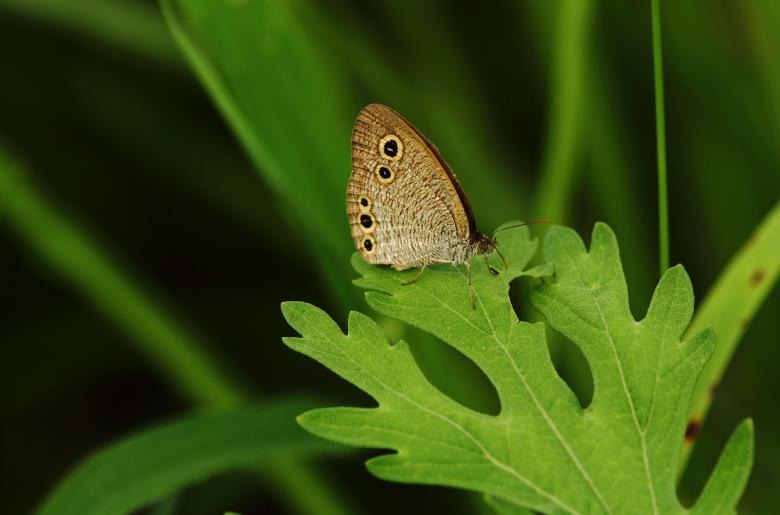Free stock image of Owl Butterfly Resting On A Bright Green Leaf created by Atul Saini
