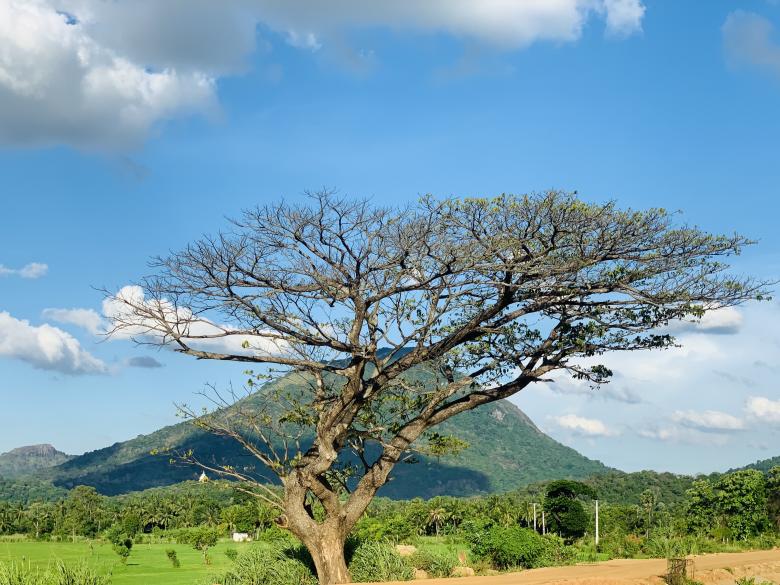 Free stock image of Old Single Tree created by SK