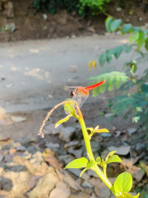 Free stock image of Red Dragonfly created by SK