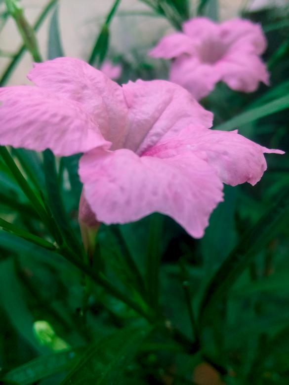 Free stock image of Pink Flowers in Garden - Closeup created by mohamed aslam