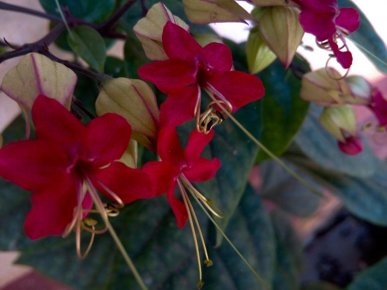 Free stock image of Red Flowers Up Close created by mohamed aslam