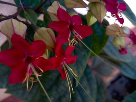 Free Stock Photo of Red Flowers Up Close