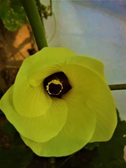 Free Stock Photo of Yellow Roselle Flower