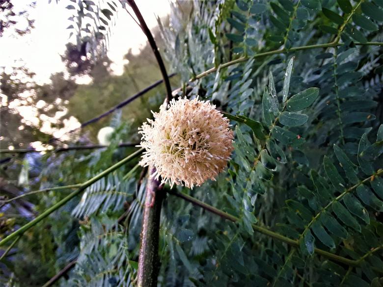 Free stock image of River Tamarind Flower created by Infinity Focus