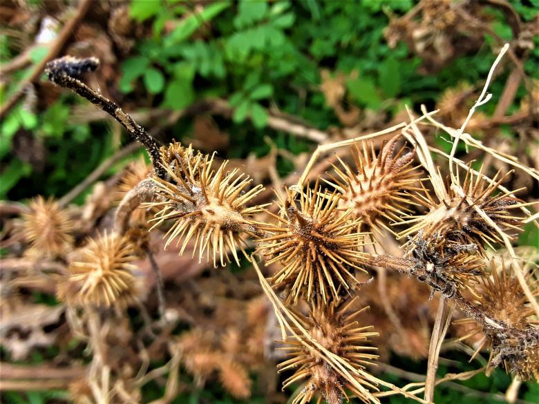 Free stock image of Rough Cocklebur created by Infinity Focus