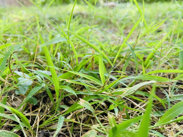 Free stock image of Grass in Sri Lanka created by SK