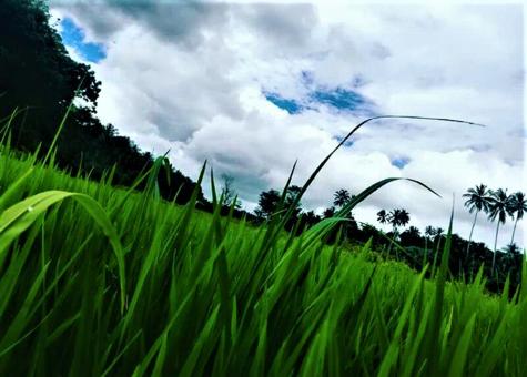 Free Stock Photo of Paddy Field and Cloud Sky