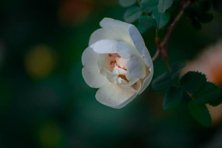 Free stock image of White rose close up created by Nika