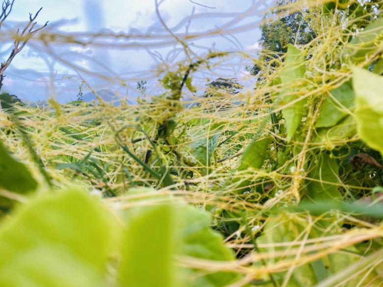 Free stock image of Yellow and Freen Leaves created by SK