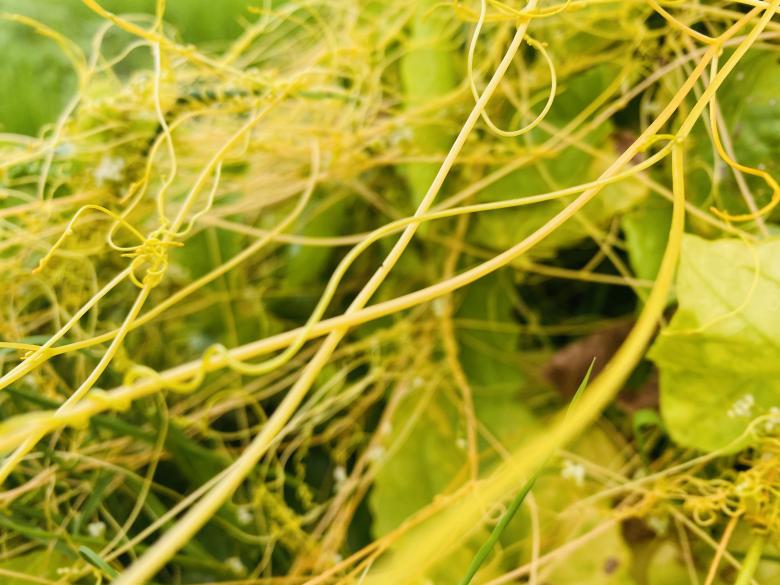Free stock image of Rare kind of wild grass created by SK
