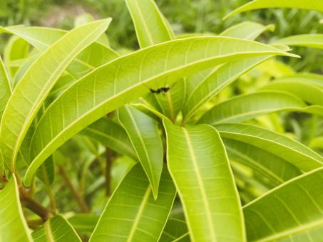 Mango Leaves - Free Stock Photo