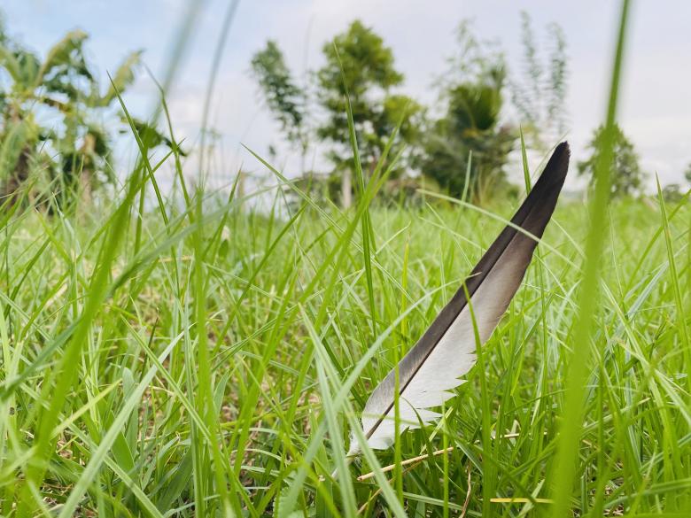 Free stock image of Pigeon Feather in Grass created by SK