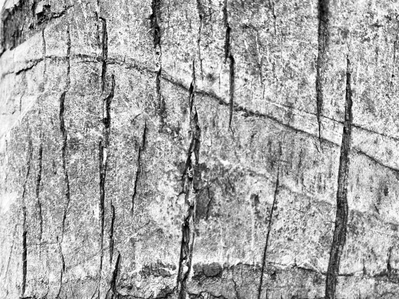 Free stock image of Black and White Wood Bark created by SK