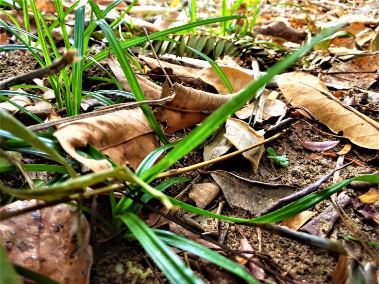 Free stock image of Dry Leaves Falling Down created by Infinity Focus