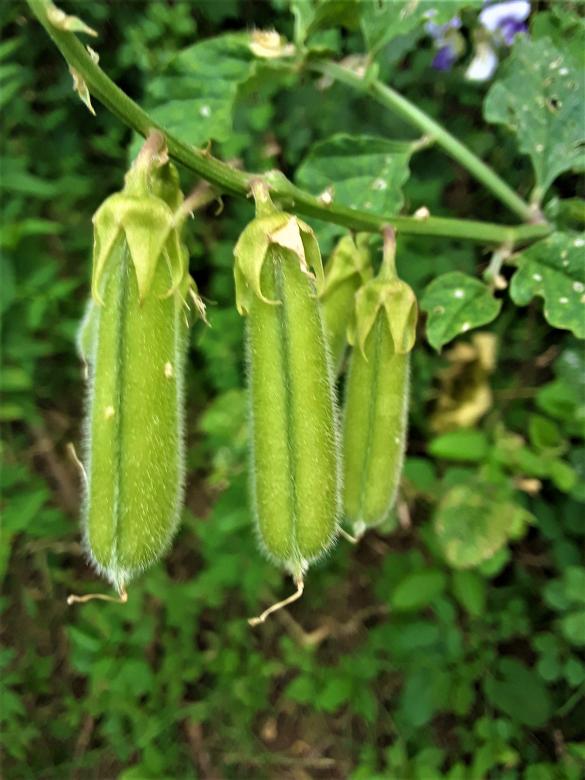 Free stock image of Fresh Sugar Lace Peas created by Infinity Focus
