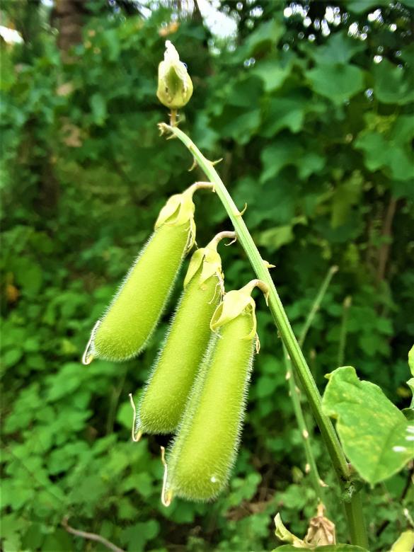 Free stock image of Sugar Lace Peas created by Infinity Focus