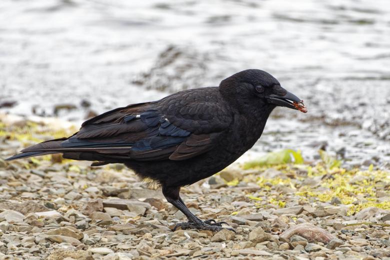 Free stock image of American Crow created by Geoffrey Whiteway