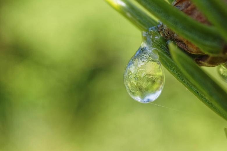 Free stock image of Balsam Fir created by Geoffrey Whiteway