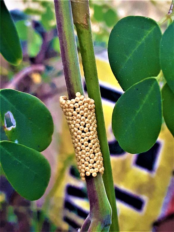 Free stock image of Yellow Insect Eggs created by Infinity Focus