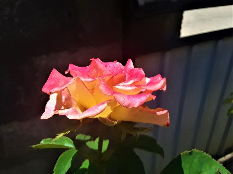 Free stock image of Pink & Yellow Rose created by Infinity Focus
