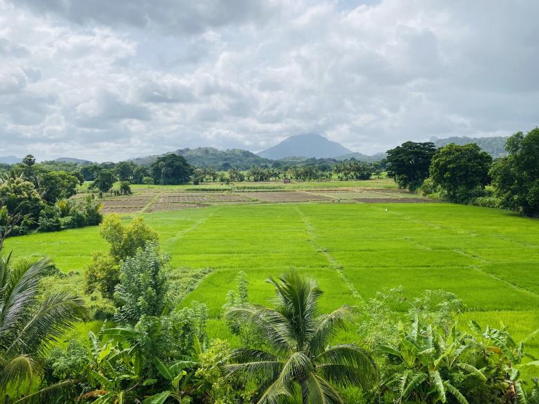 Free stock image of Paddy Field Scenery created by SK