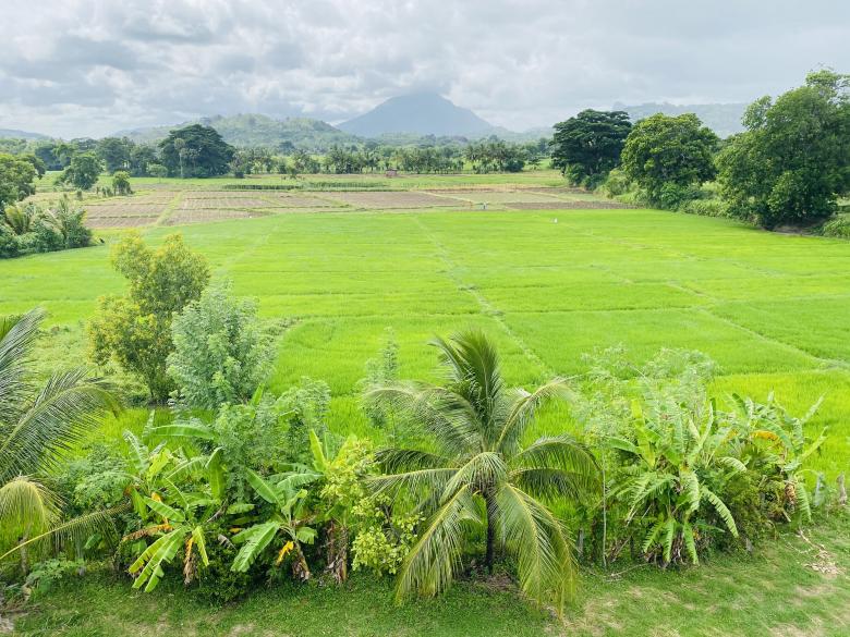 Free stock image of Paddy field And Sunlight created by SK