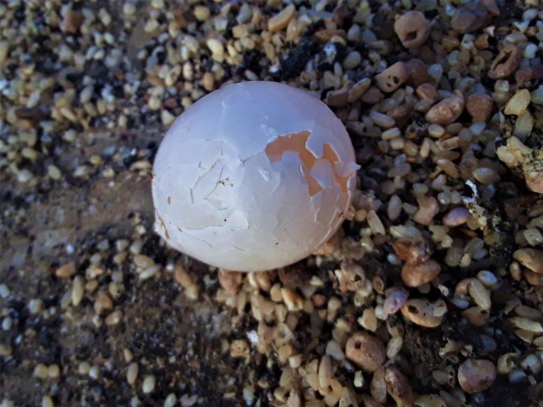 Free stock image of Smashed Egg created by Infinity Focus