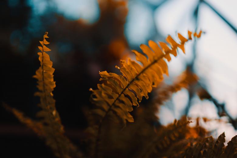 Free stock image of Soft touch of leaves created by motomotosc