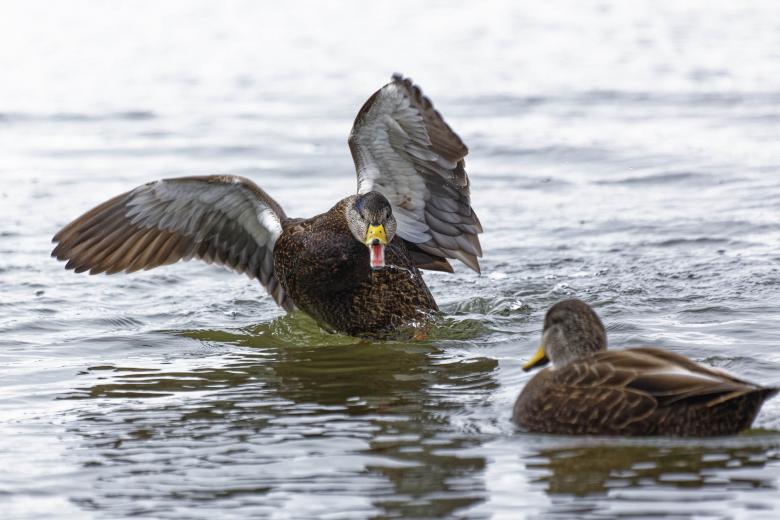 Free stock image of Agressive Female Mallard Duck created by Geoffrey Whiteway