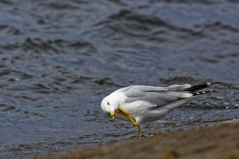 Free stock image of Ring-billed Gull created by Geoffrey Whiteway
