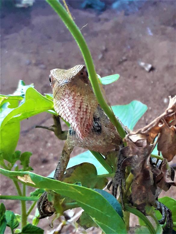 Free stock image of Lizard in Tree created by Infinity Focus