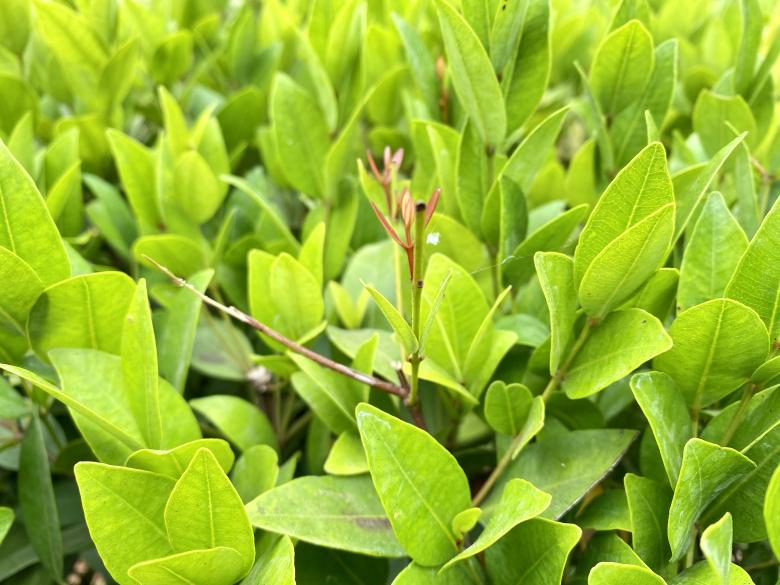 Free stock image of Green Leaves Background created by SK