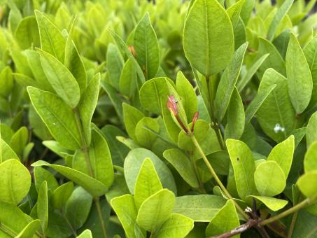 Free Stock Photo of Green Background of Leaves