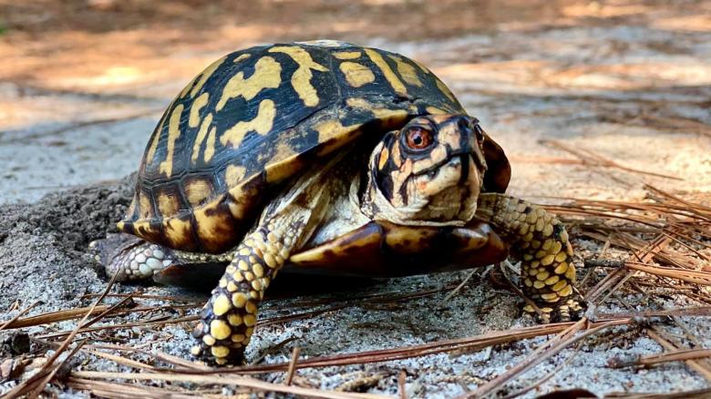 Free stock image of Box Turtle created by STEPHEN BRAUN