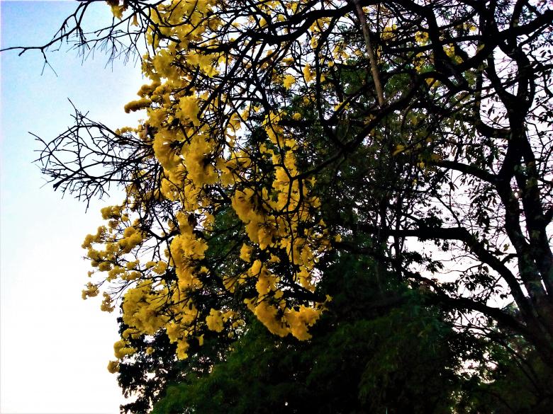 Free stock image of Yellow Flowers on Tree created by Infinity Focus