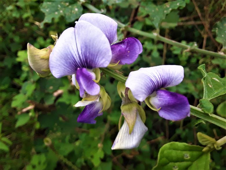 Free stock image of Purple Flower in Sri Lanka created by Infinity Focus